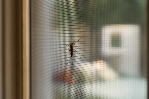 Window Screens (Sangita)