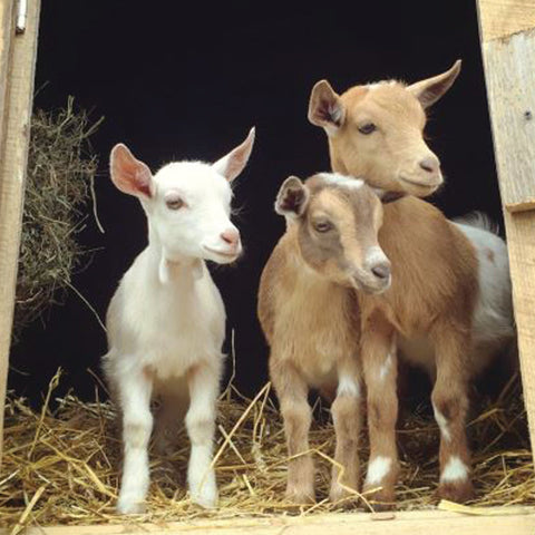 Goats to Support Church Planting
